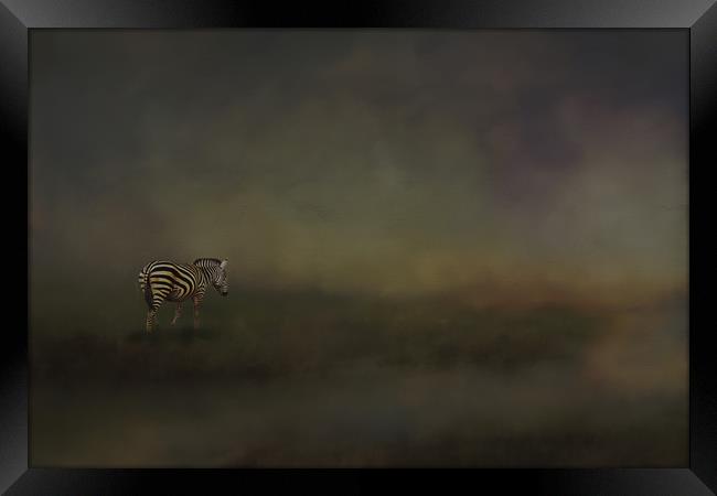 Lonely zebra Framed Print by David Owen