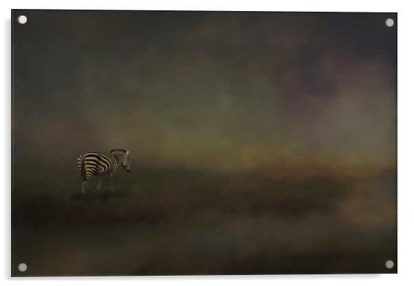 Lonely zebra Acrylic by David Owen