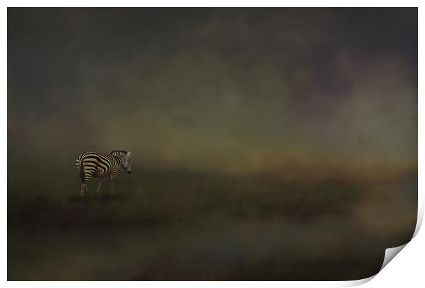 Lonely zebra Print by David Owen