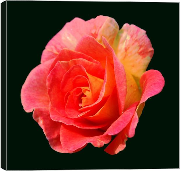 Brand New Rose Canvas Print by james balzano, jr.