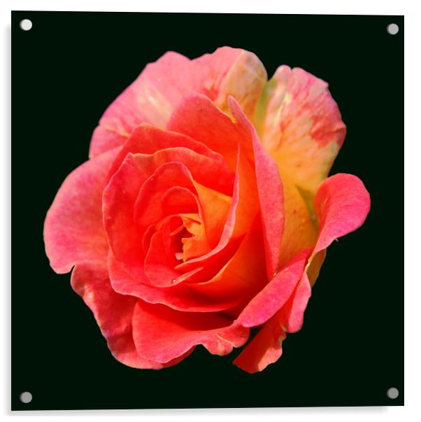 Brand New Rose Acrylic by james balzano, jr.
