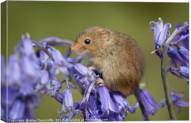 Harvest mouse Canvas Print by Alan Tunnicliffe