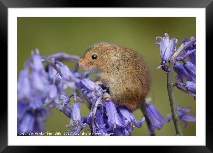 Harvest mouse Framed Mounted Print by Alan Tunnicliffe