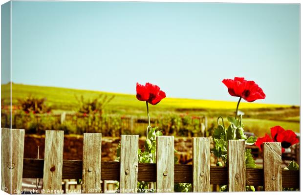 Poppies on a fence Canvas Print by Angela Bragato