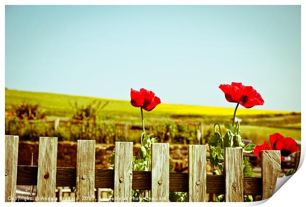 Poppies on a fence Print by Angela Bragato