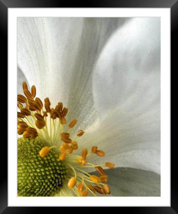 white petal Framed Mounted Print by Heather Newton