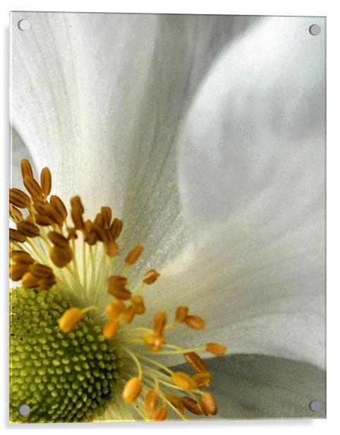 white petal Acrylic by Heather Newton