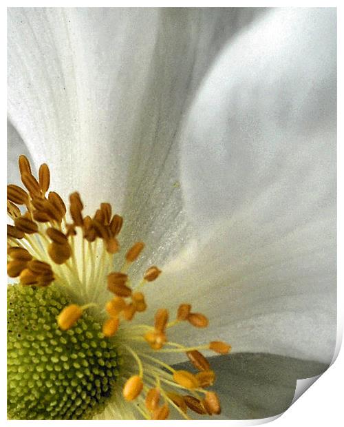 white petal Print by Heather Newton