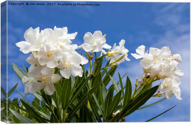 Blue sky and white Oleander Canvas Print by Jim Jones