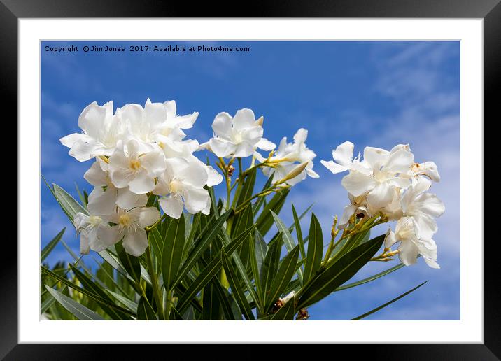 Blue sky and white Oleander Framed Mounted Print by Jim Jones