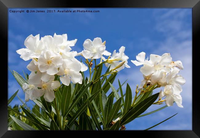 Blue sky and white Oleander Framed Print by Jim Jones