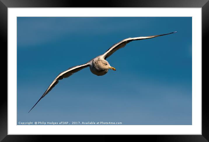 Immature Gannet Framed Mounted Print by Philip Hodges aFIAP ,