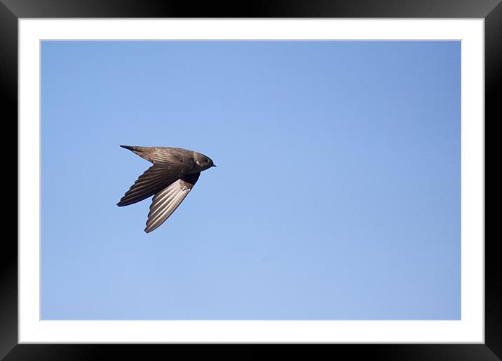 Eurasian Crag Martin (Ptyonoprogne rupestris) Framed Mounted Print by Gabor Pozsgai