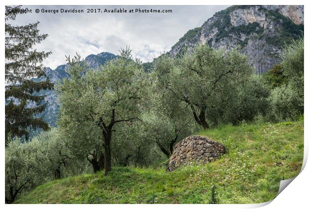 Olives Print by George Davidson