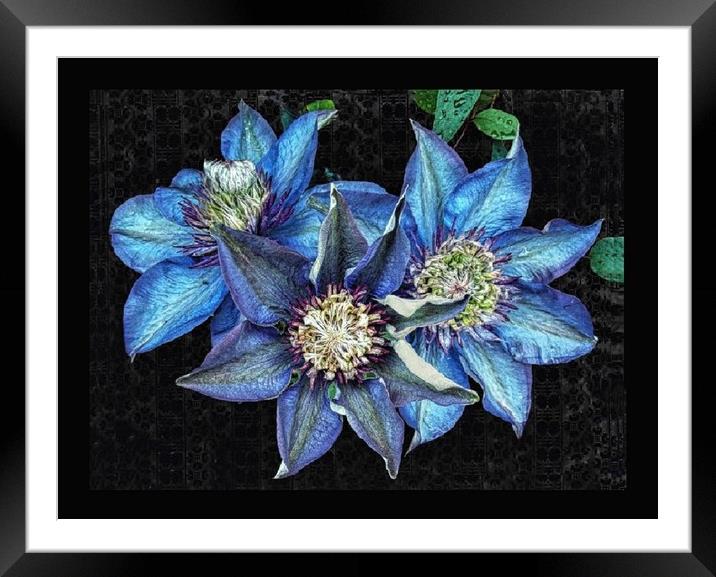 Trio of clematis Framed Mounted Print by Henry Horton