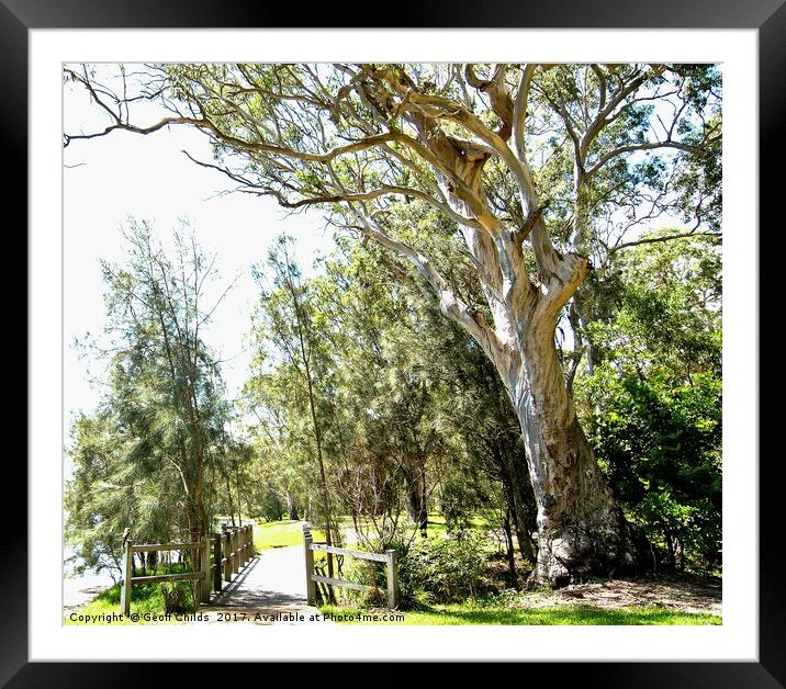Magnifient Gum Tree, Murrays Beach. Framed Mounted Print by Geoff Childs