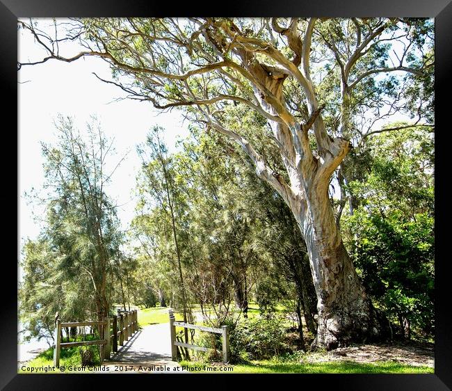 Magnifient Gum Tree, Murrays Beach. Framed Print by Geoff Childs