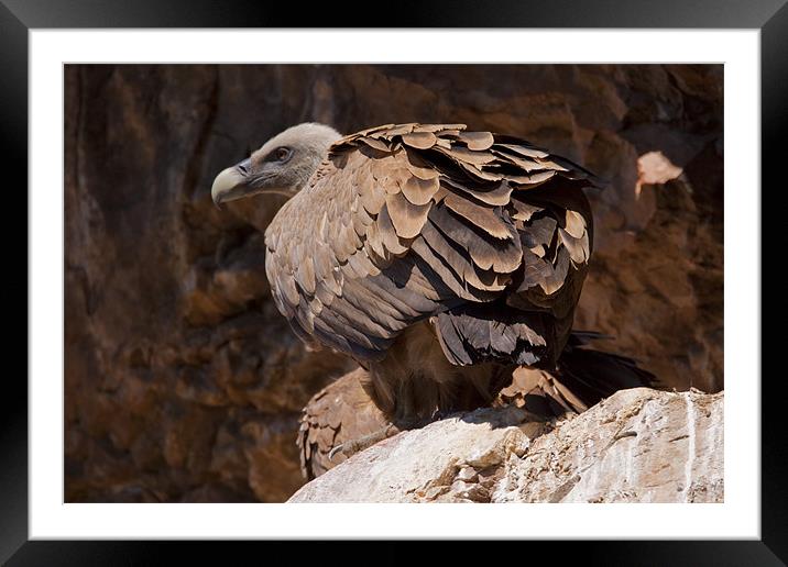 Griffon Vulture (Gyps fulvus) Framed Mounted Print by Gabor Pozsgai