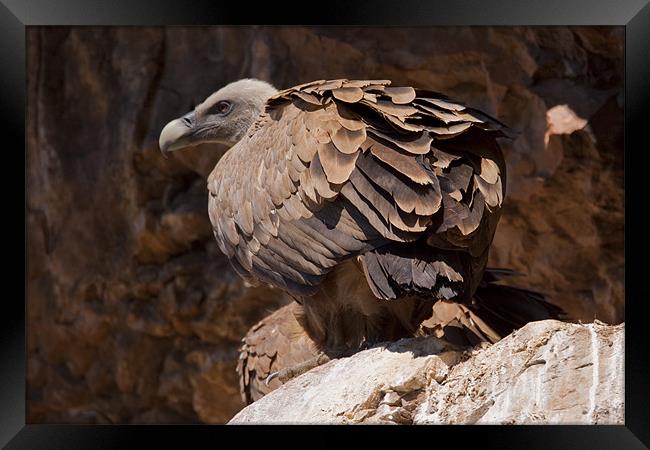 Griffon Vulture (Gyps fulvus) Framed Print by Gabor Pozsgai