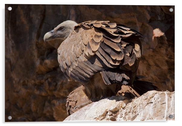 Griffon Vulture (Gyps fulvus) Acrylic by Gabor Pozsgai