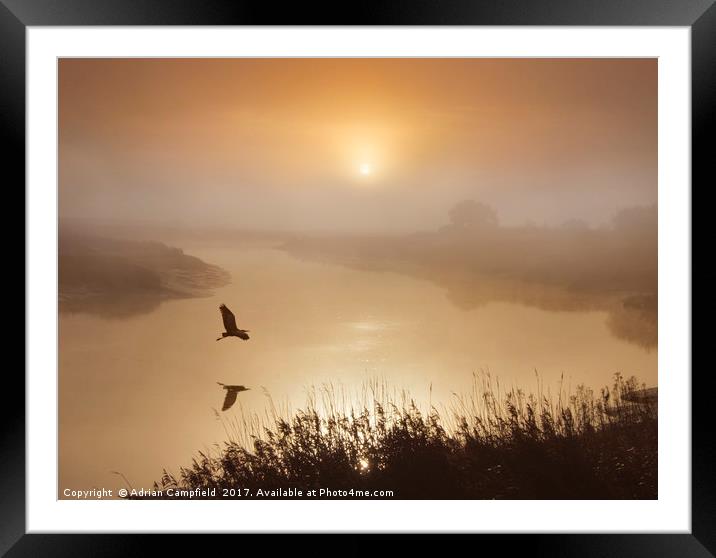 Heron Flying Over The River Darent Framed Mounted Print by Adrian Campfield