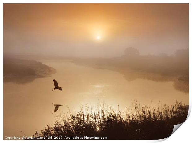 Heron Flying Over The River Darent Print by Adrian Campfield
