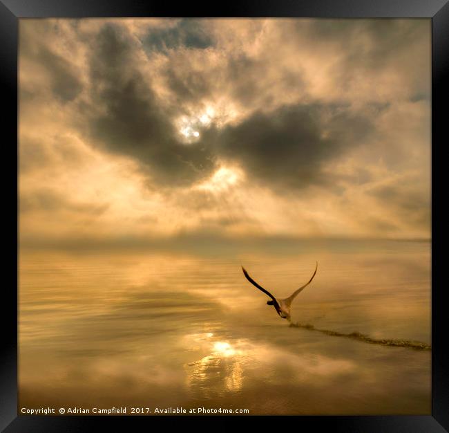 Swan Taking Off Over the River Thames Framed Print by Adrian Campfield