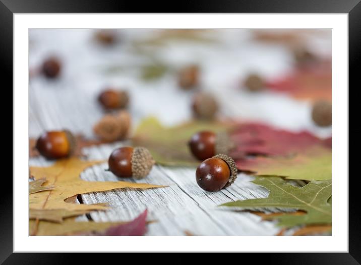 Autumn acorn background  Framed Mounted Print by Thomas Baker