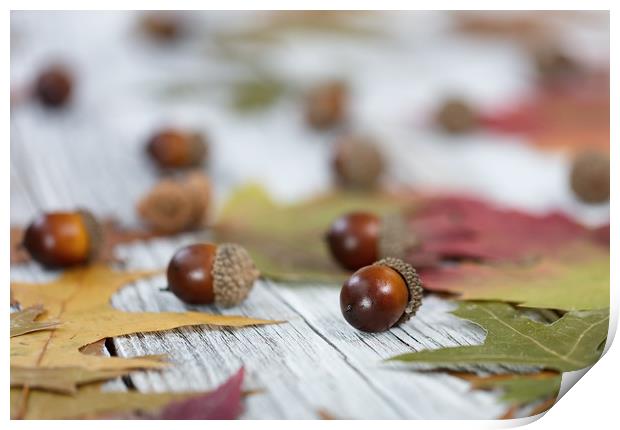 Autumn acorn background  Print by Thomas Baker