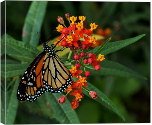 Monarch Butterfly Canvas Print by Janet Mann