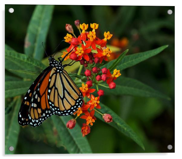 Monarch Butterfly Acrylic by Janet Mann