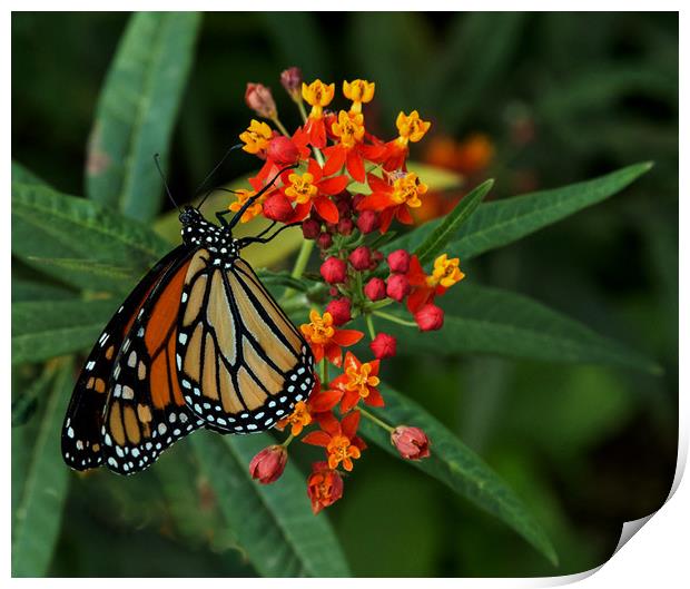 Monarch Butterfly Print by Janet Mann