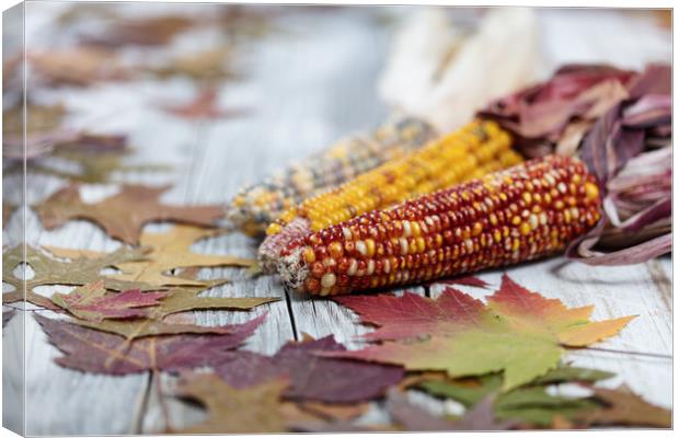 Autumn corn background  Canvas Print by Thomas Baker