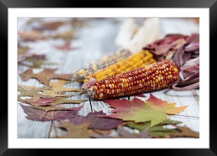 Autumn corn background  Framed Mounted Print by Thomas Baker