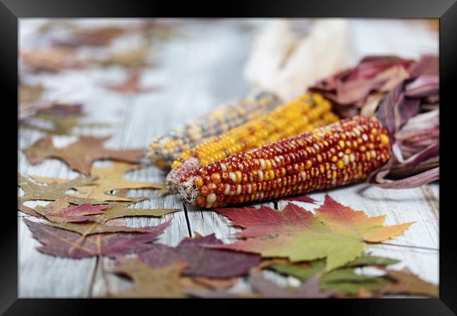 Autumn corn background  Framed Print by Thomas Baker