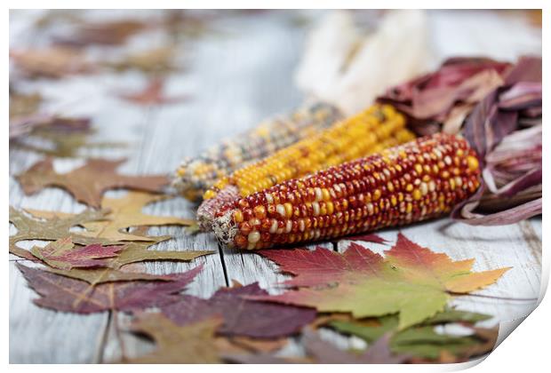 Autumn corn background  Print by Thomas Baker