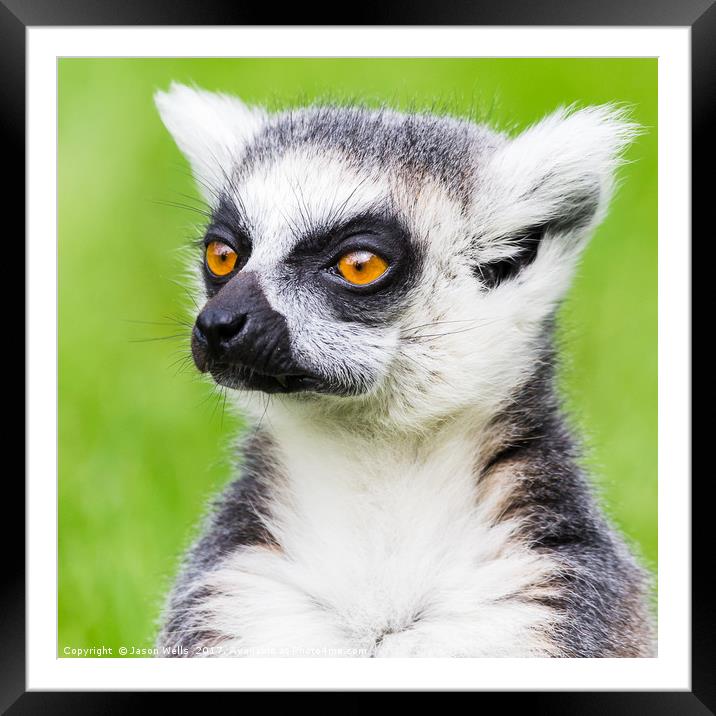 Ring-tailed lemur portrait Framed Mounted Print by Jason Wells