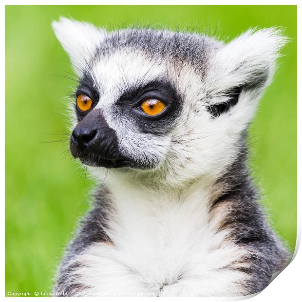 Ring-tailed lemur portrait Print by Jason Wells