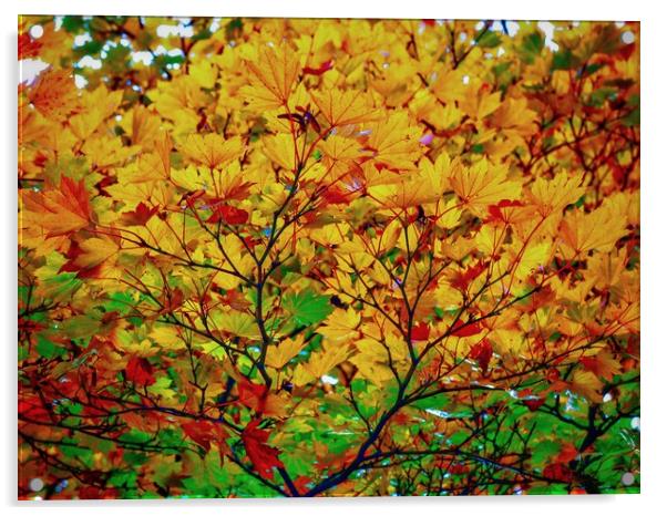 Maple Acrylic by Victor Burnside