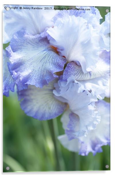 Iris Acoma Acrylic by Jenny Rainbow