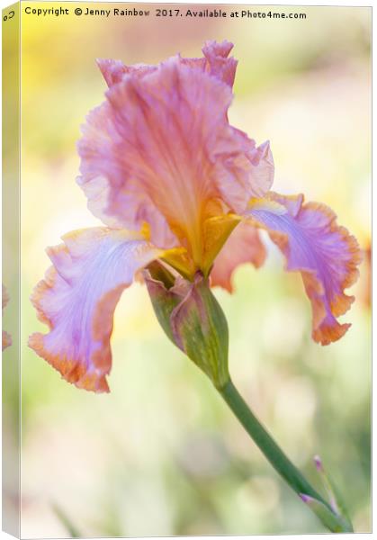 Afternoon Delight Iris Canvas Print by Jenny Rainbow