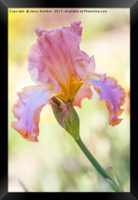Afternoon Delight Iris Framed Print by Jenny Rainbow
