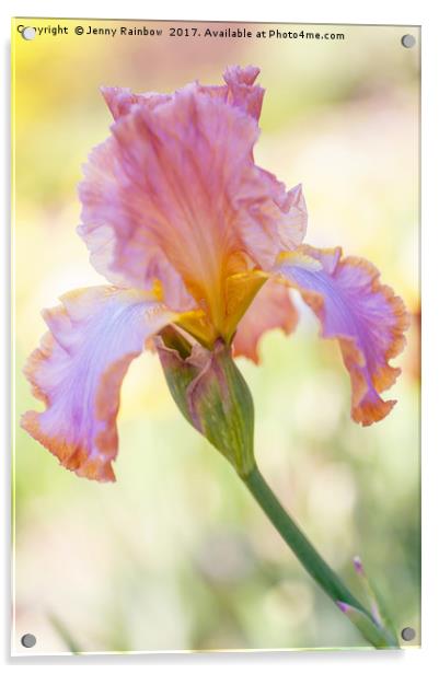 Afternoon Delight Iris Acrylic by Jenny Rainbow