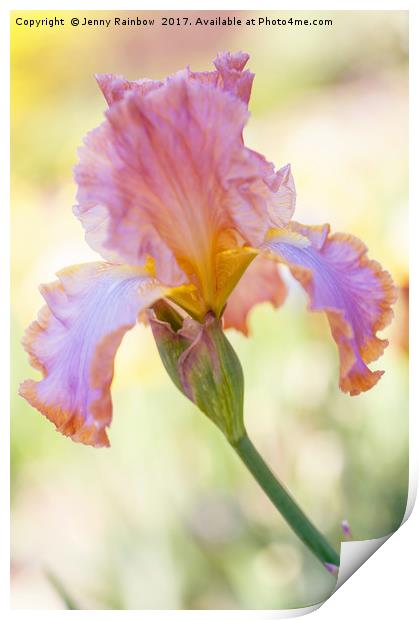 Afternoon Delight Iris Print by Jenny Rainbow