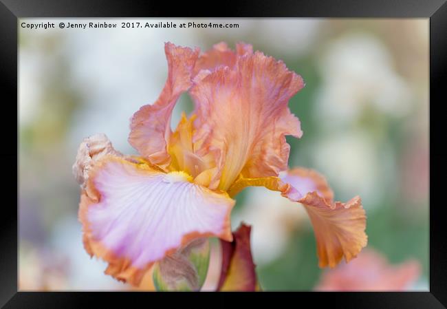 Afternoon Delight Iris flower Framed Print by Jenny Rainbow