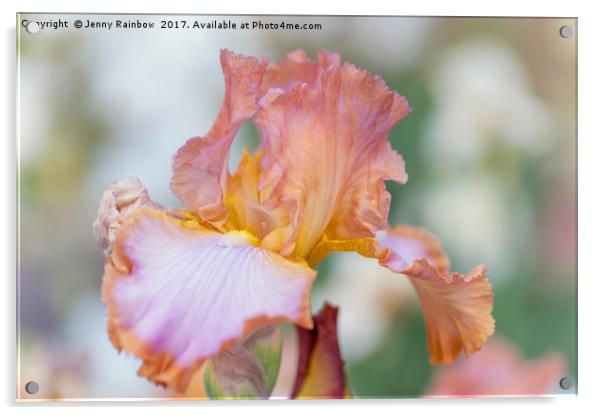 Afternoon Delight Iris flower Acrylic by Jenny Rainbow