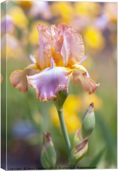 Afternoon Delight iris in garden Canvas Print by Jenny Rainbow