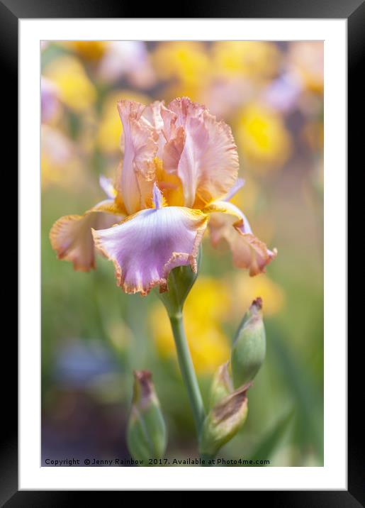 Afternoon Delight iris in garden Framed Mounted Print by Jenny Rainbow