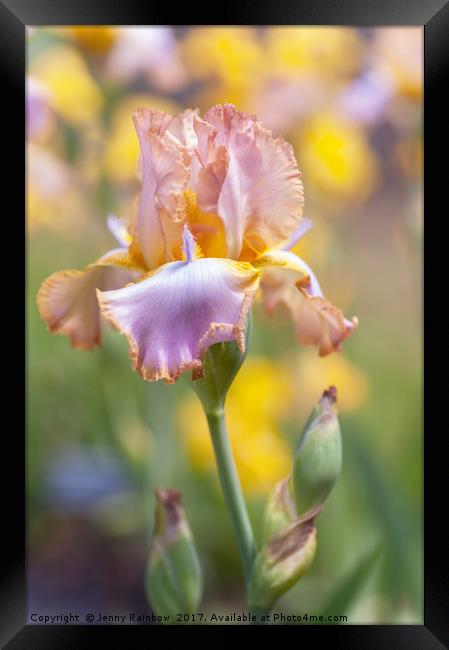Afternoon Delight iris in garden Framed Print by Jenny Rainbow