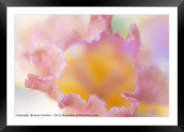 Afternoon Delight iris Macro abstract Framed Mounted Print by Jenny Rainbow